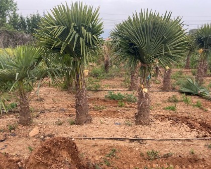 Trachycarpus fortunei directly from the fields